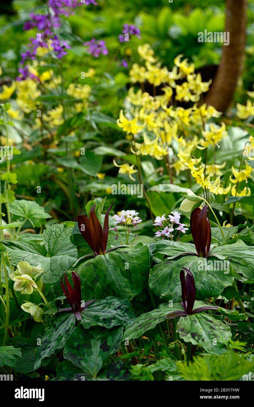 Trillium kurabayashii,violet,rouge,fleur,fleurs,pagode erythronium,fon lys,violet pied-de-poule,printemps,fleurs jaunes,floraison,ombragé,ombragé,bois Banque D'Images