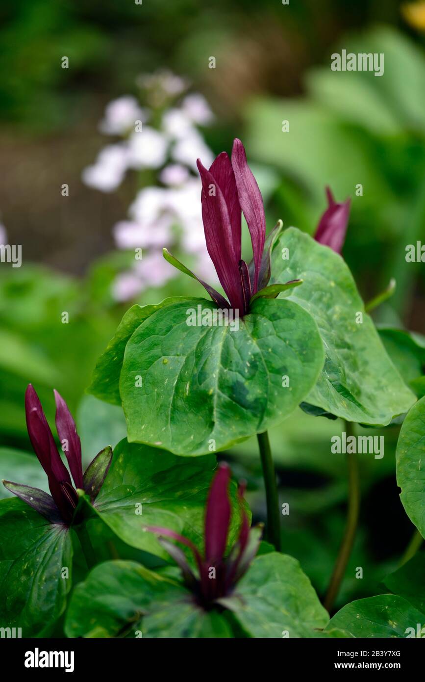 Trillium kurabayashii,pourpre,rouge,fleur,fleurs,printemps,floraison,ombragé,ombragé,bois,boisés,bois,jardin,jardins,RM Floral Banque D'Images