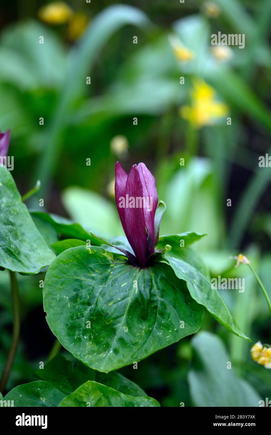 Trillium kurabayashii,pourpre,rouge,fleur,fleurs,printemps,floraison,ombragé,ombragé,bois,boisés,bois,jardin,jardins,RM Floral Banque D'Images
