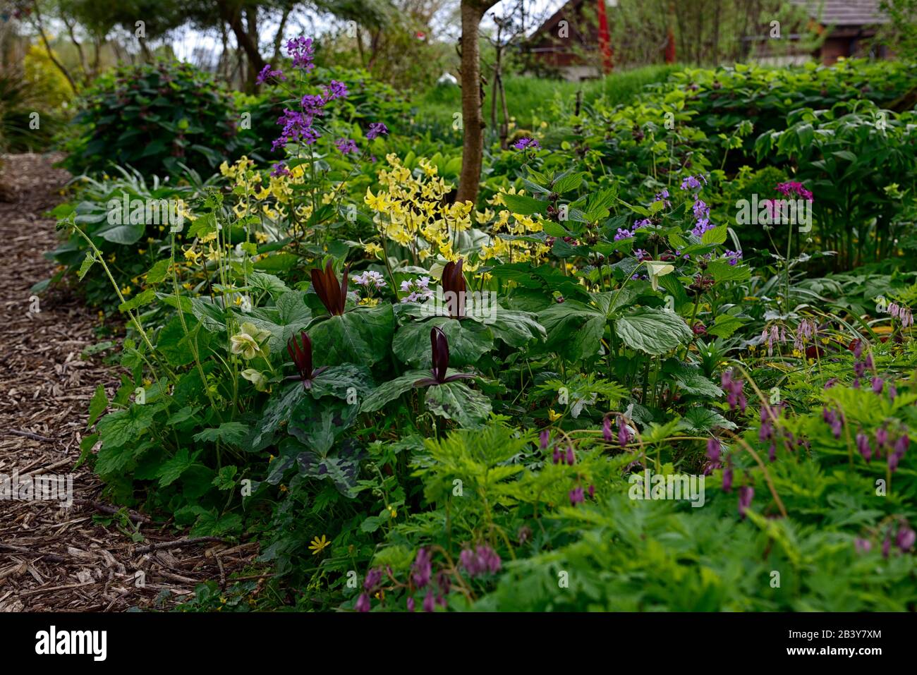 Trillium kurabayashii,violet,rouge,fleur,fleurs,pagode erythronium,fon lys,violet pied-de-poule,printemps,fleurs jaunes,floraison,ombragé,ombragé,bois Banque D'Images