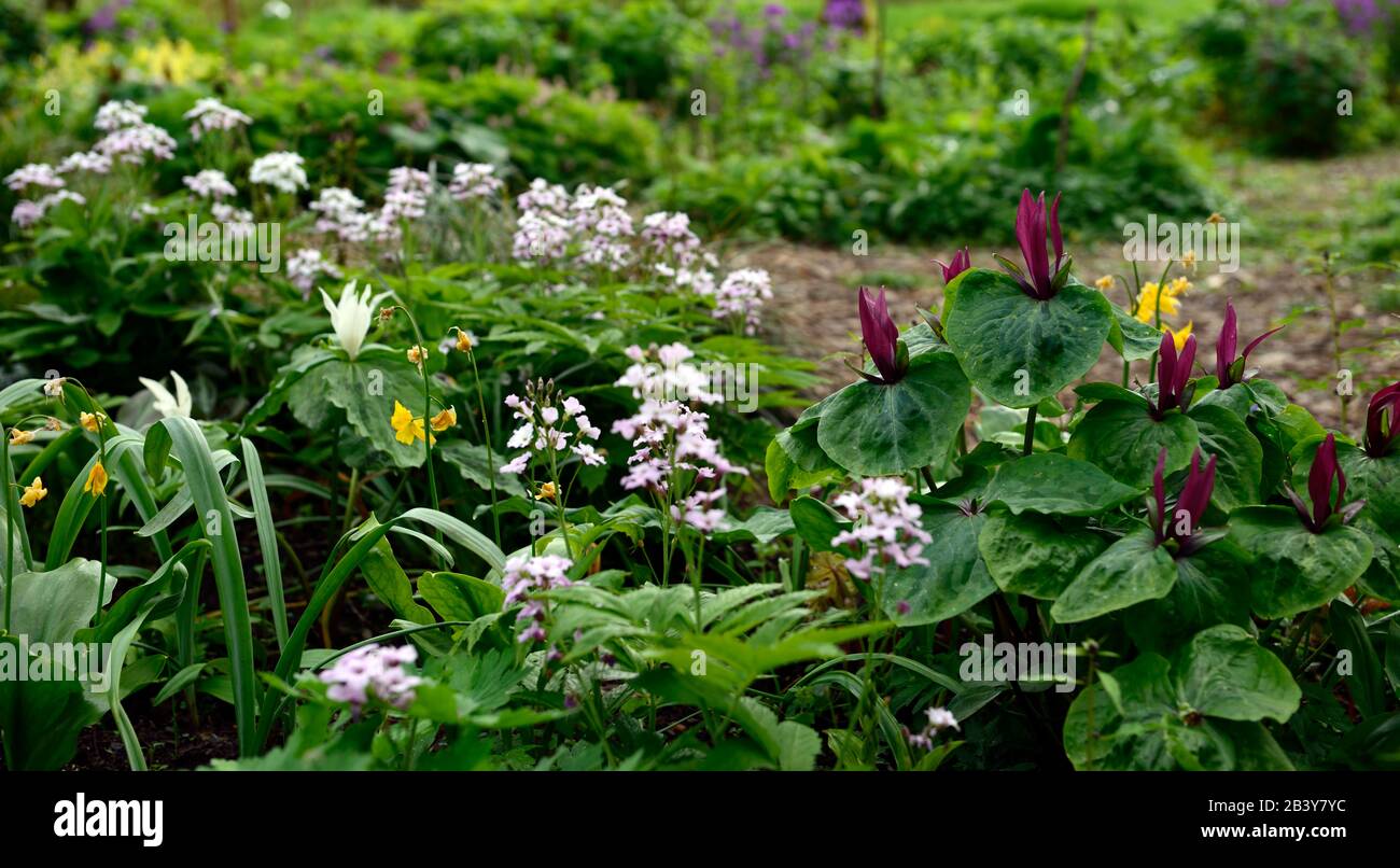 Trillium kurabayashii,pourpre,rouge,fleur,fleurs,printemps,floraison,ombragé,ombragé,bois,boisés,bois,jardin,jardins,RM Floral Banque D'Images