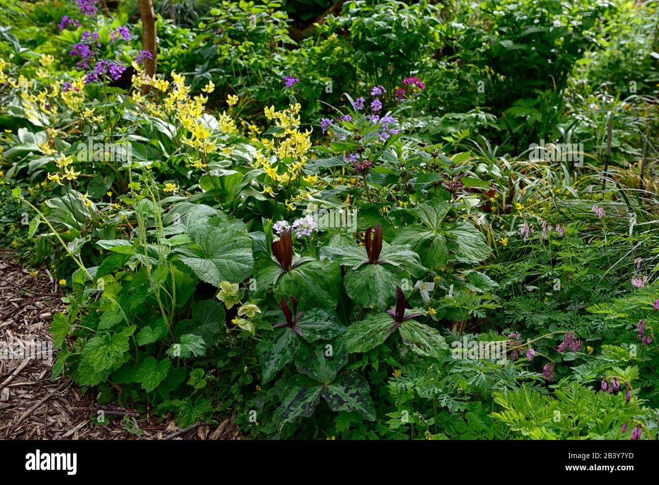 Trillium kurabayashii,violet,rouge,fleur,fleurs,pagode erythronium,fon lys,violet pied-de-poule,printemps,fleurs jaunes,floraison,ombragé,ombragé,bois Banque D'Images
