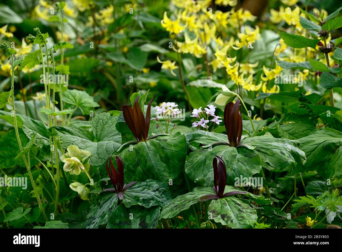 Trillium kurabayashii,violet,rouge,fleur,fleurs,pagode erythronium,fon lys,violet pied-de-poule,printemps,fleurs jaunes,floraison,ombragé,ombragé,bois Banque D'Images