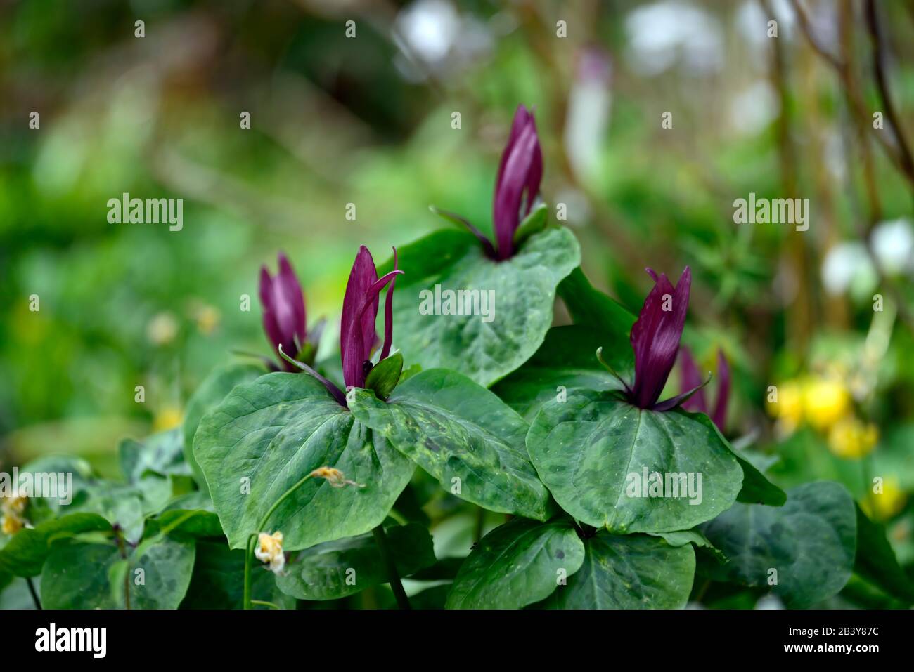 Trillium kurabayashii,pourpre,rouge,fleur,fleurs,rouge,floraison,ombragé,ombragé,bois,boisés,bois,jardin,jardins,RM Floral Banque D'Images