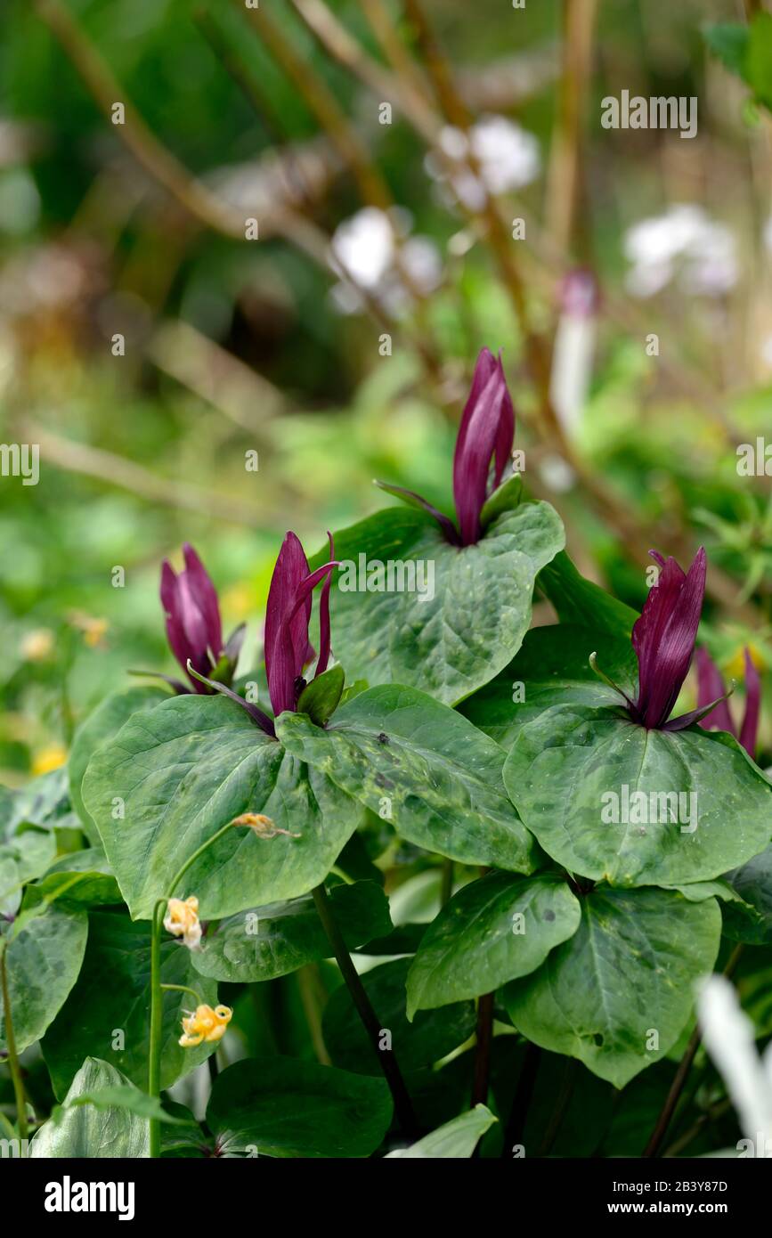 Trillium kurabayashii,pourpre,rouge,fleur,fleurs,rouge,floraison,ombragé,ombragé,bois,boisés,bois,jardin,jardins,RM Floral Banque D'Images