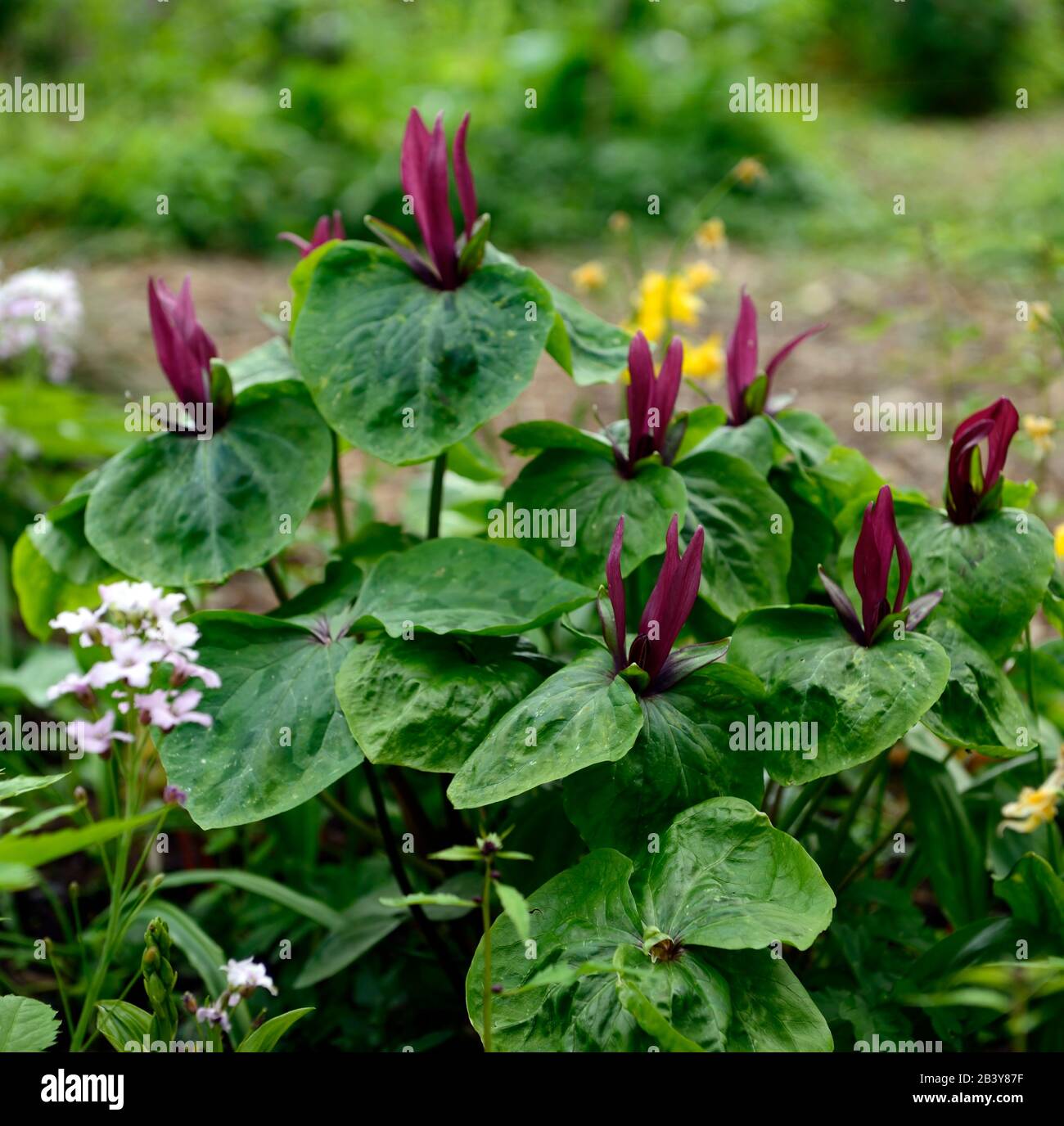 Trillium kurabayashii,pourpre,rouge,fleur,fleurs,rouge,fleur,ombre,ombre,ombragée,bois,boisé,bois,jardin,bois,jardins, Banque D'Images