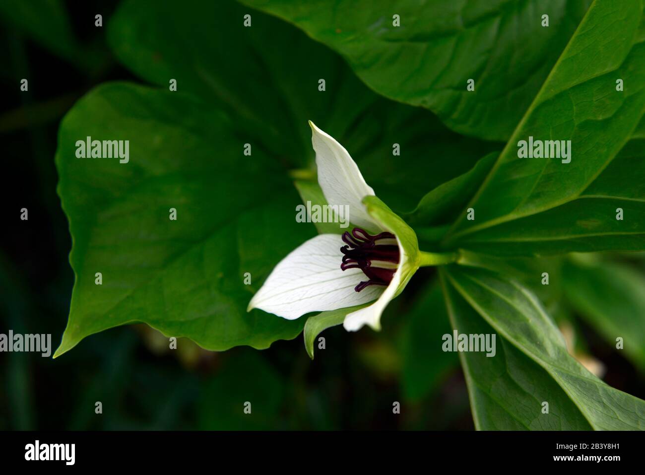 Trillium erectum var album,fleurs blanches,fleurs,fleuries,ombragées,ombragées,boisées,boiseries,bois,jardin,jardins,RM Floral Banque D'Images