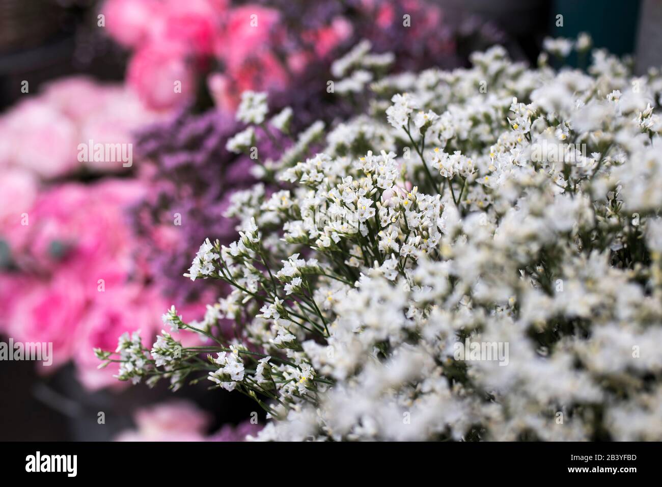 Carte de design à partir d'un bouquet d'eucalyptus sur fond de roses Banque D'Images