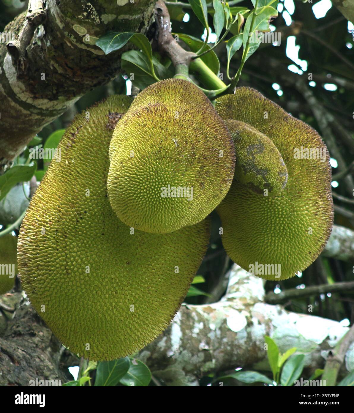 jack fruit dans un arbre Banque D'Images
