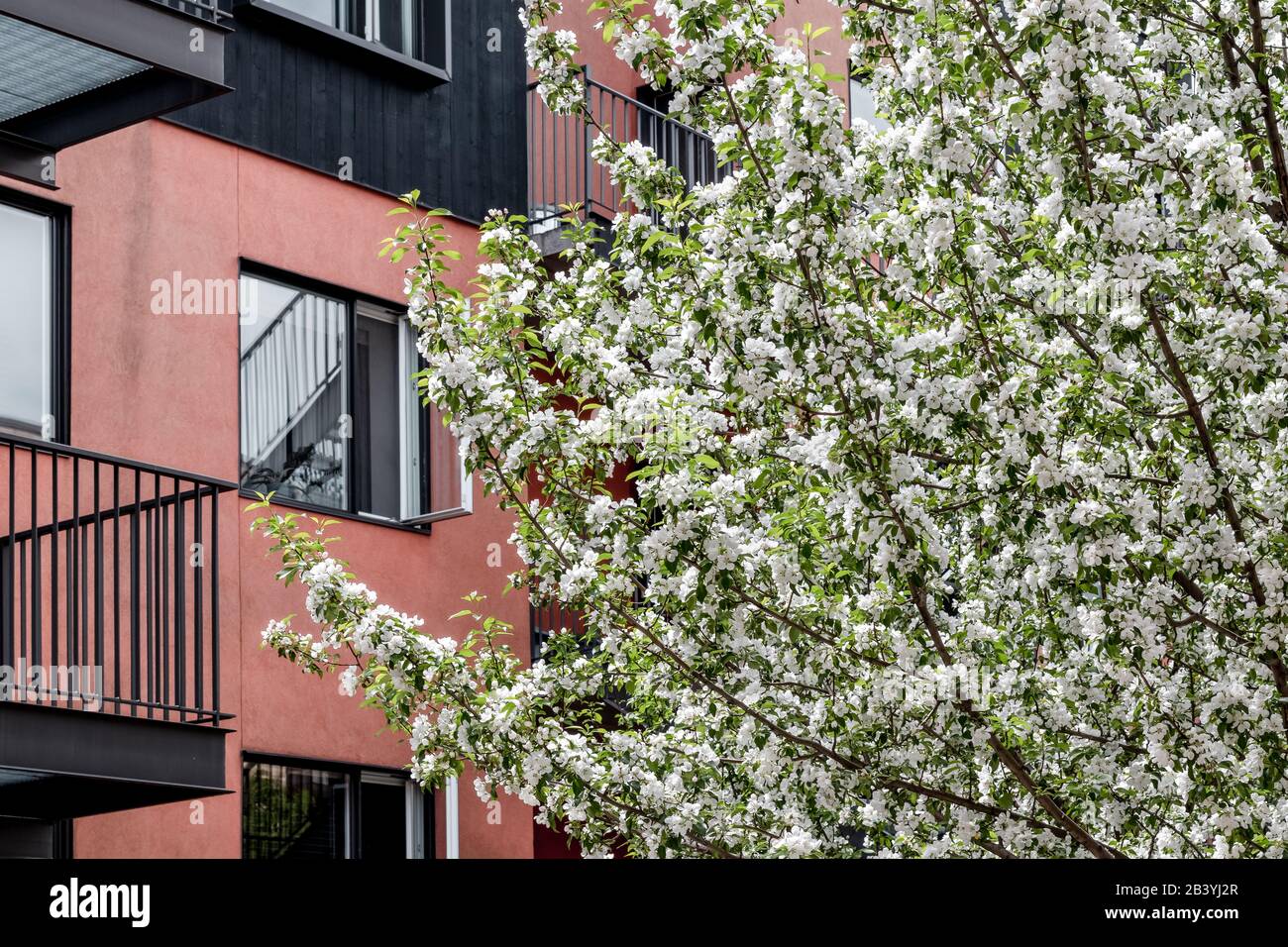 Magnifique arbre fleuri devant un bâtiment moderne rose et noir. Printemps dans la ville. Banque D'Images