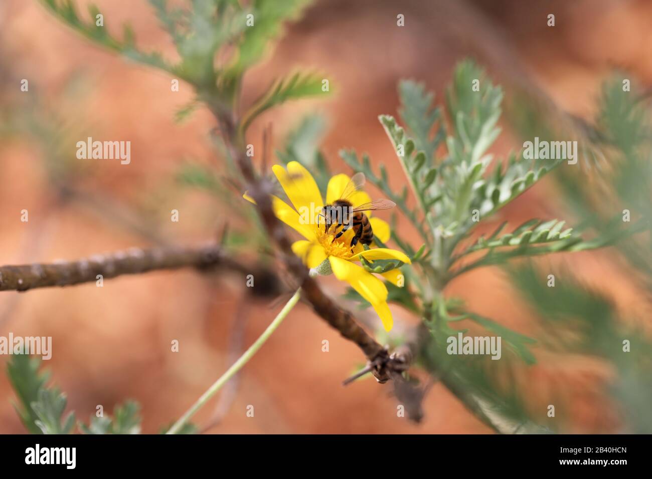 L'abeille de miel de l'Ouest (Apis mellifera) en recueillant le nectar de la fleur de Golden Daisy Bush, Australie méridionale Banque D'Images