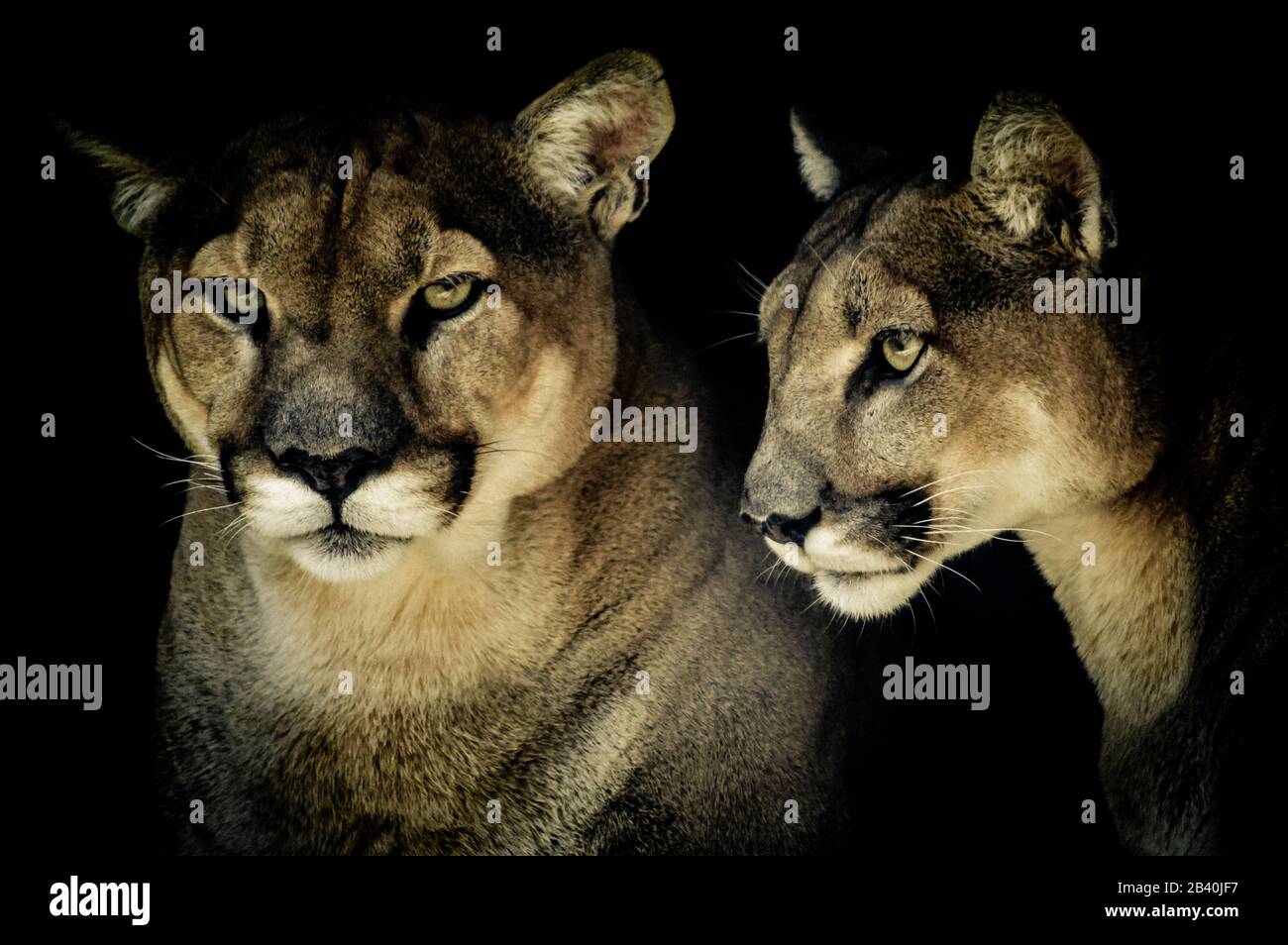 Puma noir afrique sale