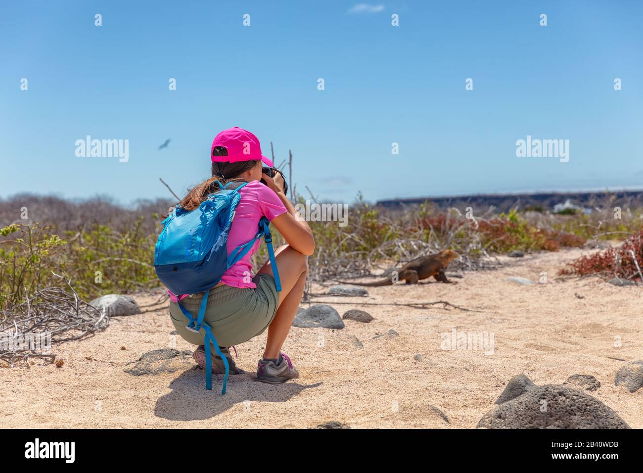 Galapagos touriste prendre des photos de Galapagos Land Iguana sur l'île de Seymour Nord, les îles Galapagos. Animaux et faune incroyables pendant les vacances en bateau de croisière de Galapagos Banque D'Images