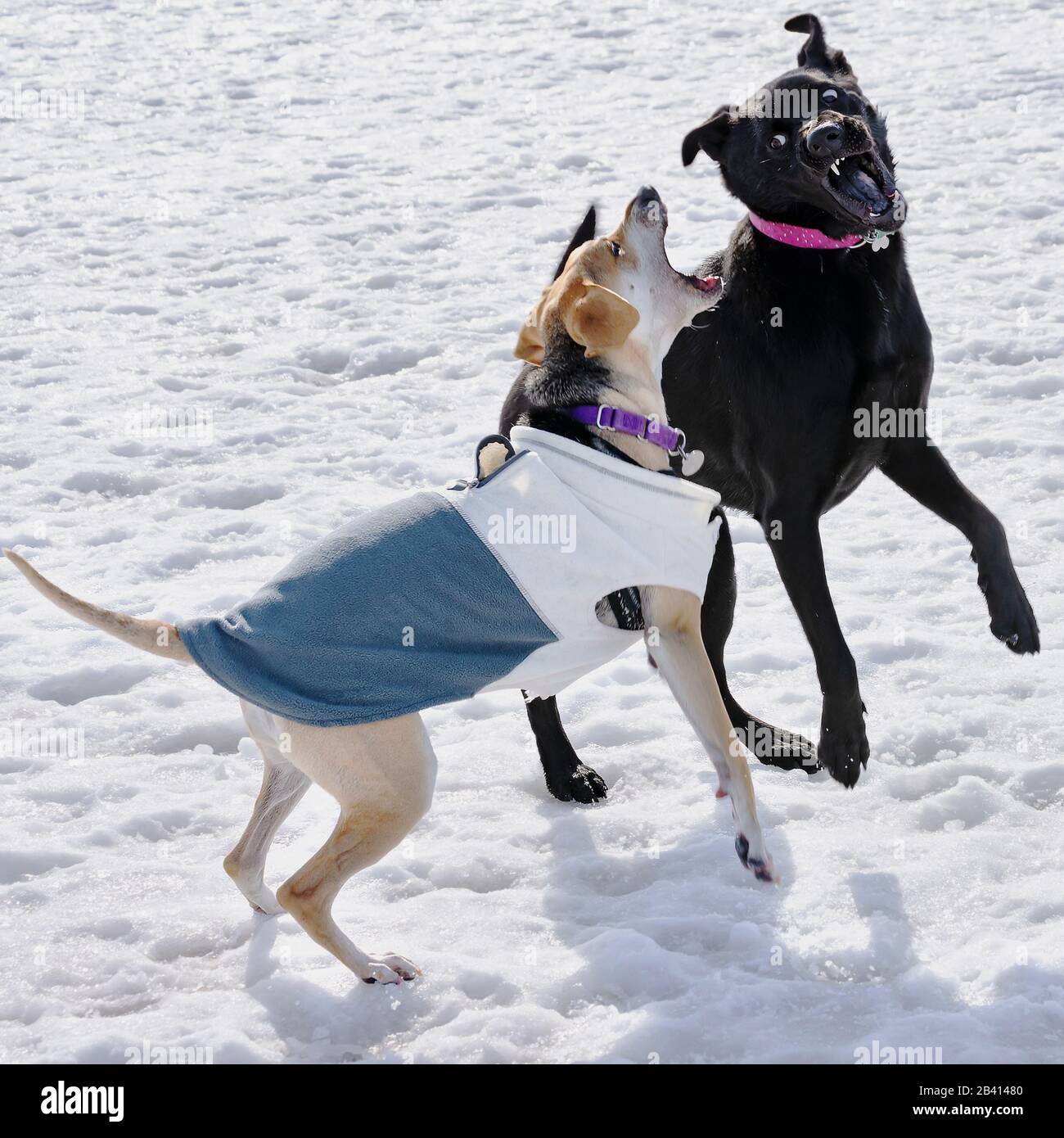 Deux chiens jouant dans un parc de chiens le jour ensoleillé de l'hiver. Banque D'Images