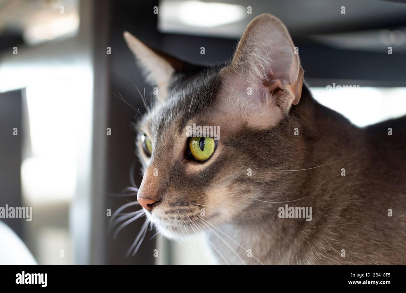 Portrait d'un magnifique chat domestique orientaux à œil vert assis sous une table. Banque D'Images