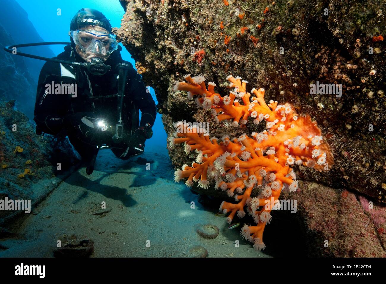 Beumkoralle | (Dendrophyllia ramea) Banque D'Images