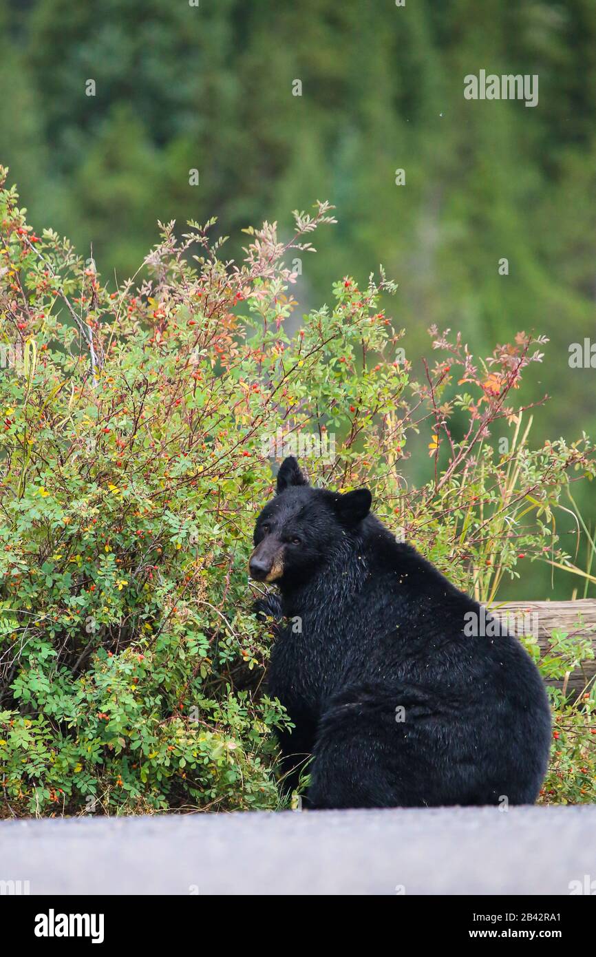 Ours noir mangeant des baies sur le côté de la route dans le parc national de Yellowstone, Wyoming Banque D'Images