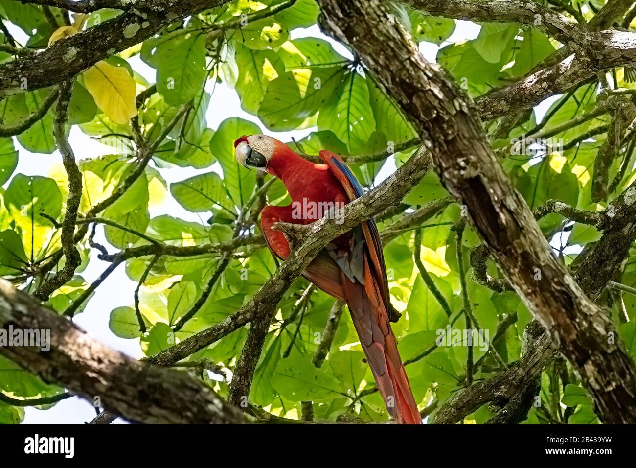 Une belle Scarlet Macaw (Ara macao) perchée dans un arbre à côté de la rivière Sierpe sur la péninsule d'Osa au Costa Rica. Banque D'Images