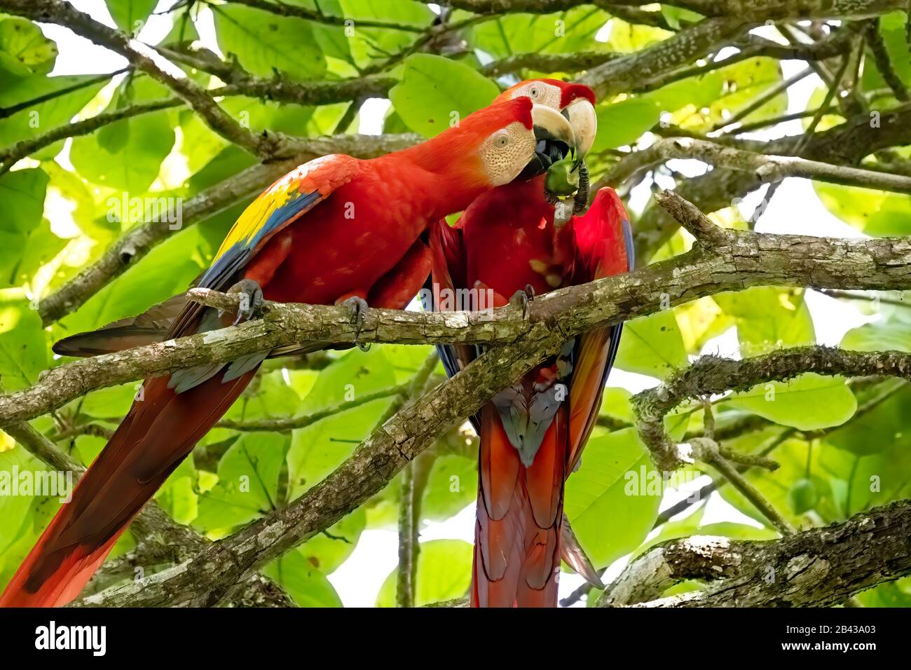 Deux magnifiques Macaws de Scarlet (Ara macao) perchés dans un arbre à côté de la rivière Sierpe sur la péninsule d'Osa au Costa Rica. Banque D'Images