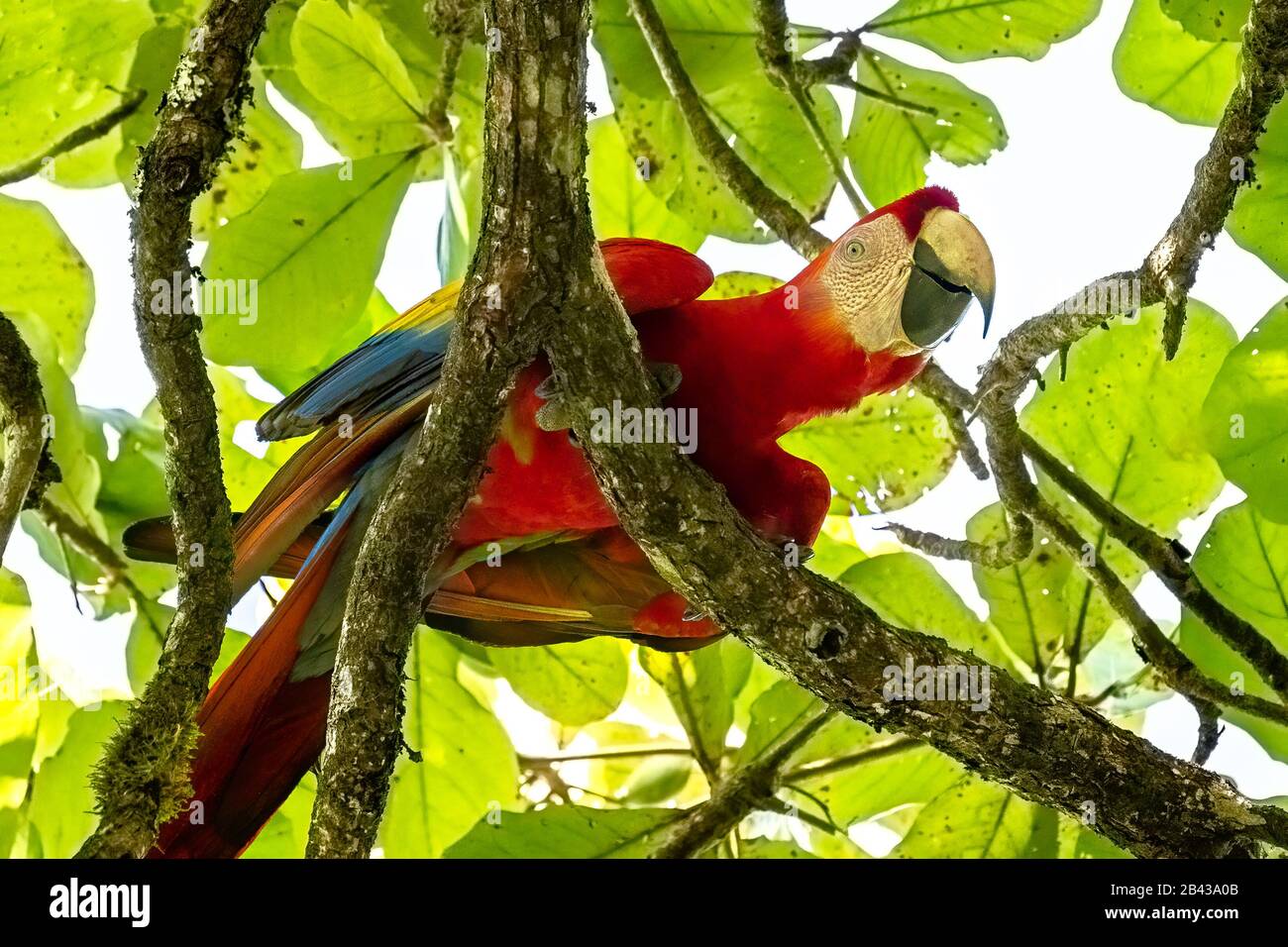 Une belle Scarlet Macaw (Ara macao) perchée dans un arbre à côté de la rivière Sierpe sur la péninsule d'Osa au Costa Rica. Banque D'Images