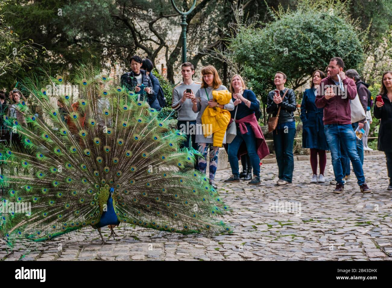 un paon a étendu sa plume devant un groupe de personnes dans un parc à lisbonne au portugal Banque D'Images