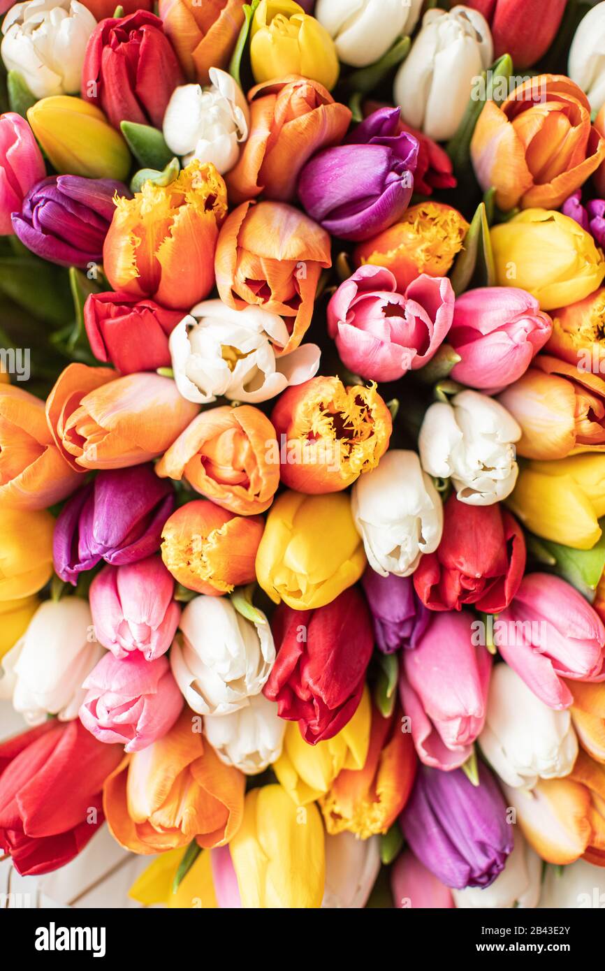 Gros bouquet De tulipes mixtes. Fond de fleur et fond d'écran. Concept de boutique florale . Magnifique bouquet frais. Livraison de fleurs Banque D'Images