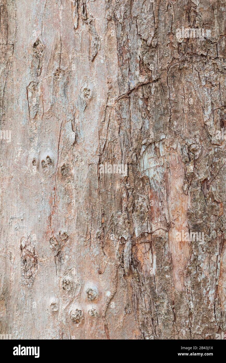 arbre tronc nature. texture écorce motif bois pour l'image d'arrière-plan verticale Banque D'Images