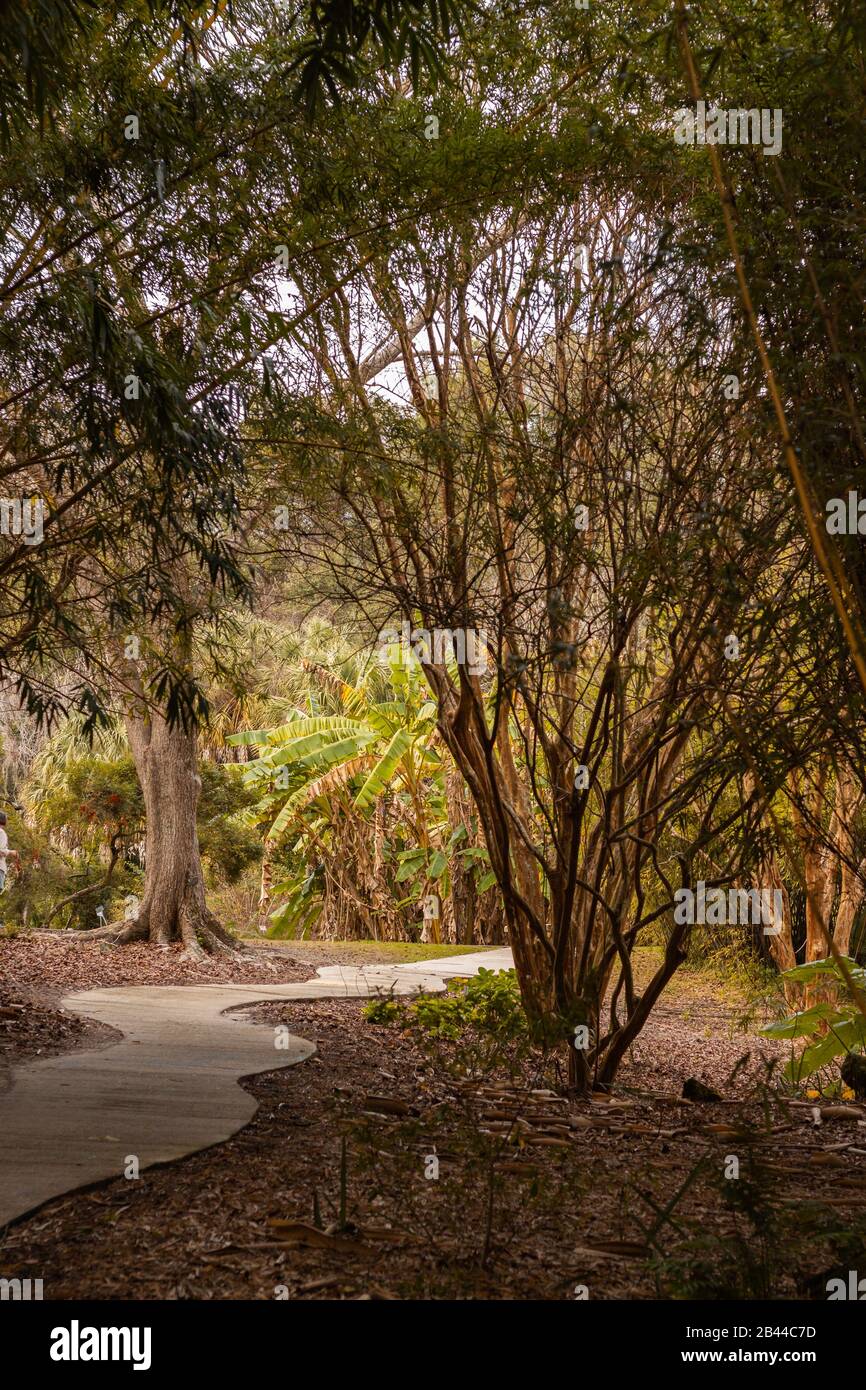 Passerelle en ciment qui entoure les arbres dans un jardin botanique. Banque D'Images