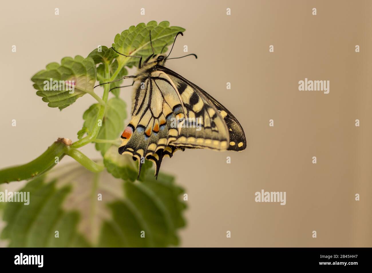 un magnifique papillon à queue d'allowtail sur une feuille Banque D'Images