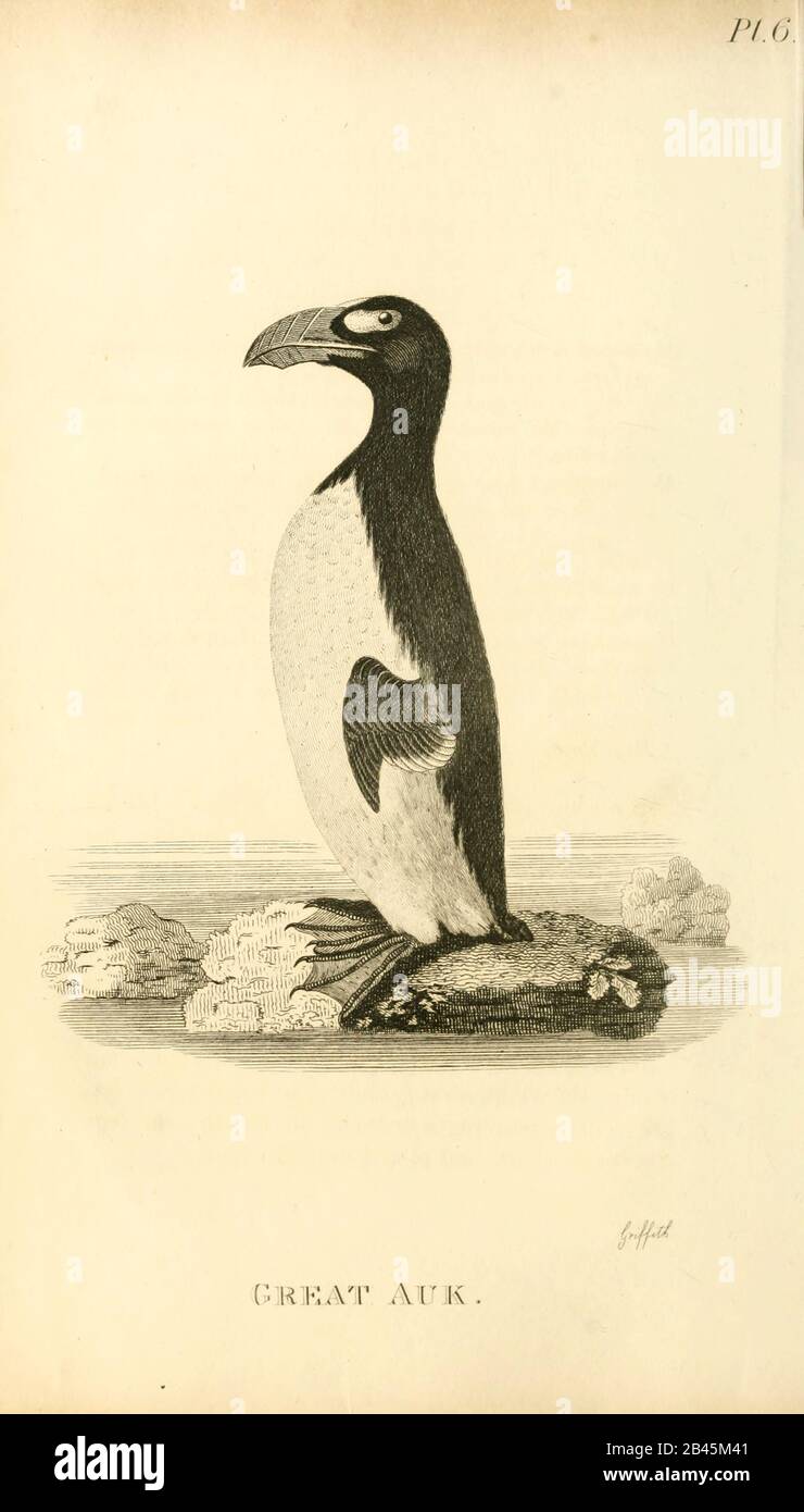 Grand Auk (Pinguinus impennis) du volume de 1825 (Aves) de 'Zoologie générale ou Histoire naturelle Systématique' par le naturaliste britannique George Shaw (1751-1813). Shaw a écrit le texte (en anglais et en latin). Il était médecin, Fellow de la Royal Society, co-fondateur de la Linnean Society et zoologiste au British Museum. Gravé Par Mme Griffith Banque D'Images