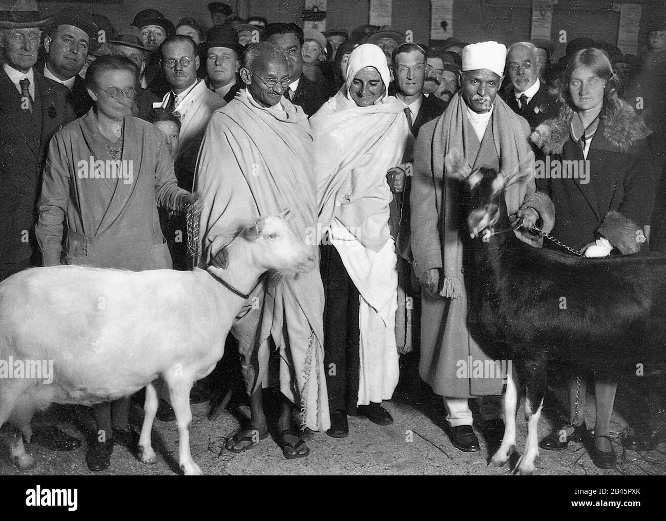 Mahatma Gandhi, Mirabehn centre, Pandit Madan Mohan Malaviya droit inspectant les chèvres Dairy Show Roya Agricultural Hall, Islington, Angleterre, Royaume-Uni, Royaume-Uni, 23 octobre 1931, ancienne image millésime 1900 Banque D'Images