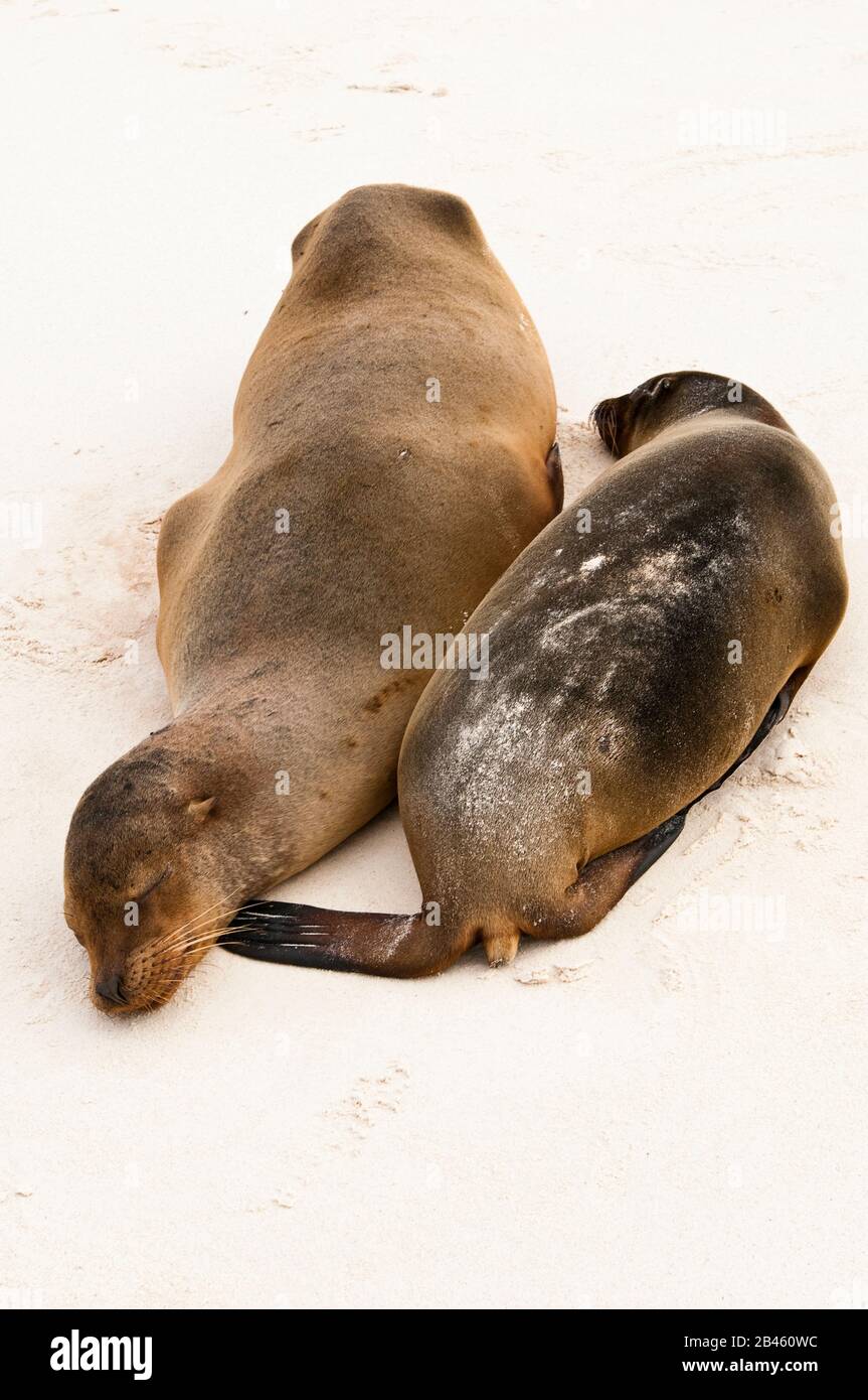 Galapagos (Zalophus wollebaeki), Gardner Bay, Isla Española (Española Island aussi appelée Hood Island), Galapagos Islands, Équateur. Banque D'Images