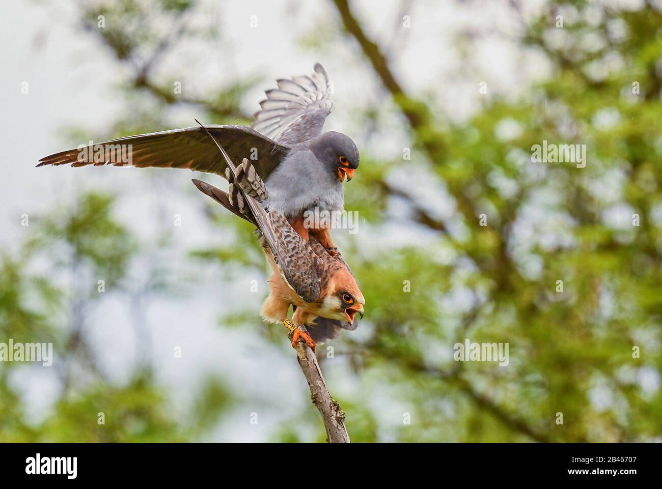 Kestrel à pattes rouges - Falco vespericus, beau Kestrel des forêts et des bois d'Europe du Sud, Hortobagy, Hongrie. Banque D'Images