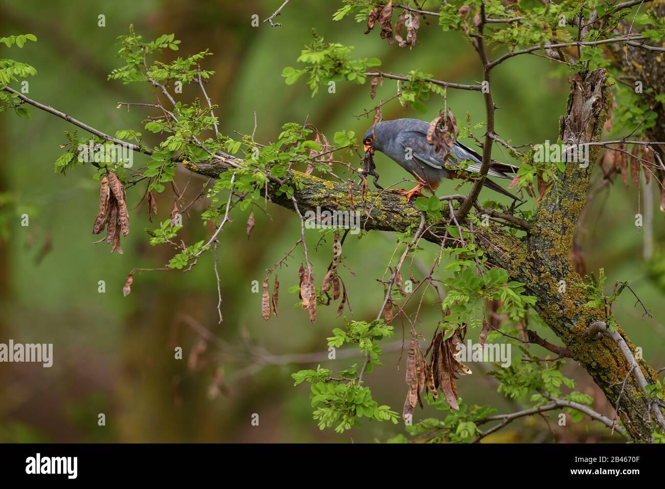 Kestrel à pattes rouges - Falco vespericus, beau Kestrel des forêts et des bois d'Europe du Sud, Hortobagy, Hongrie. Banque D'Images