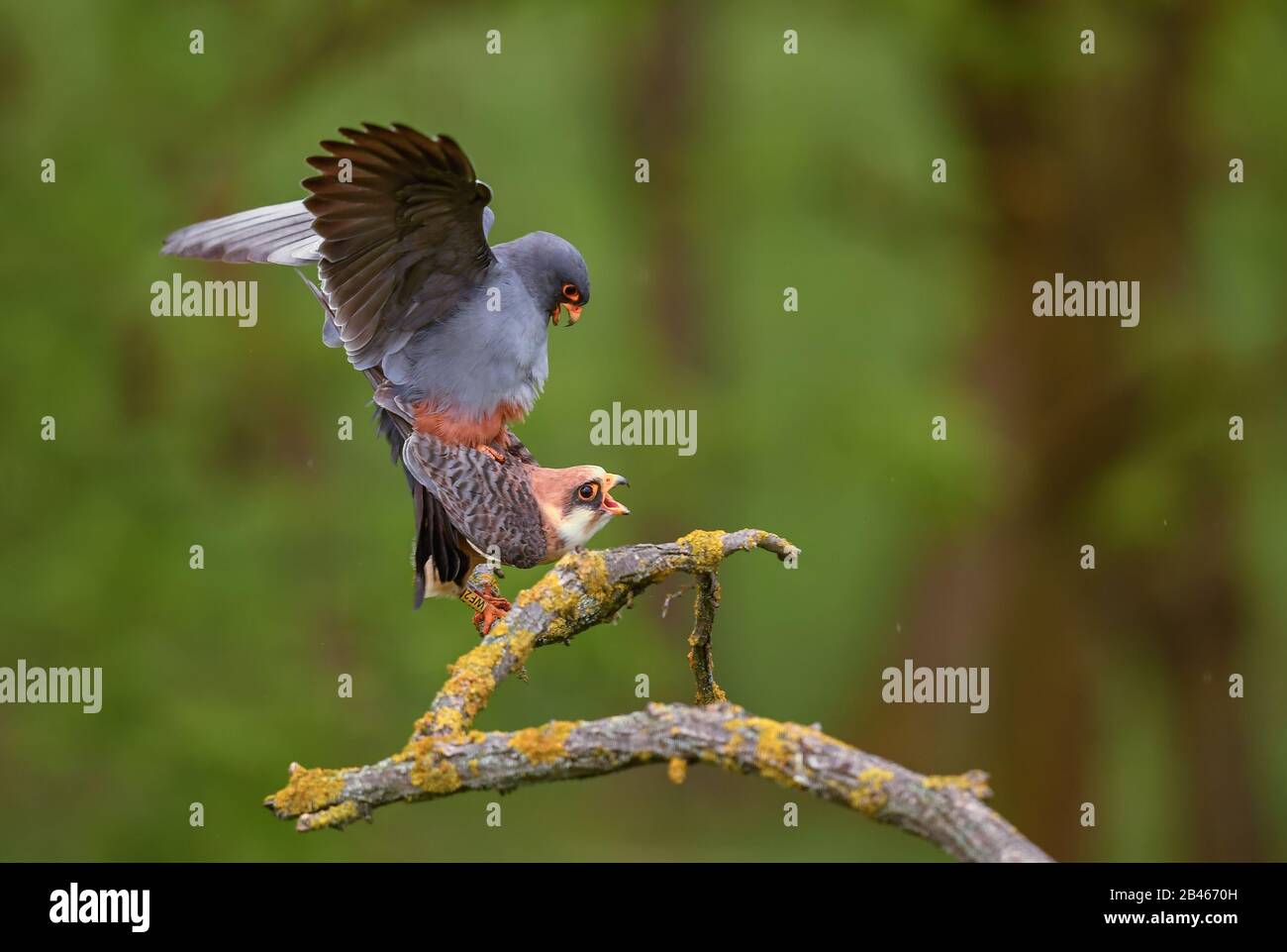Kestrel à pattes rouges - Falco vespericus, beau Kestrel des forêts et des bois d'Europe du Sud, Hortobagy, Hongrie. Banque D'Images