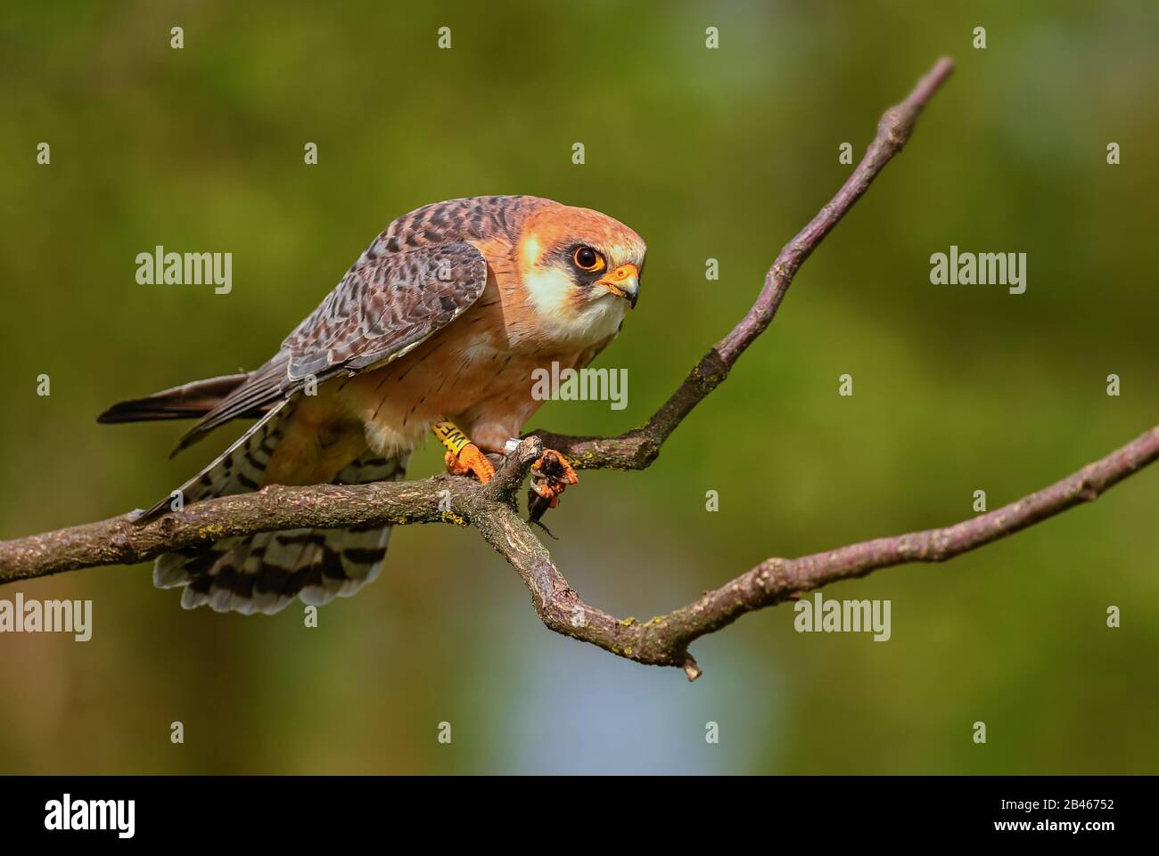 Kestrel à pattes rouges - Falco vespericus, beau Kestrel des forêts et des bois d'Europe du Sud, Hortobagy, Hongrie. Banque D'Images