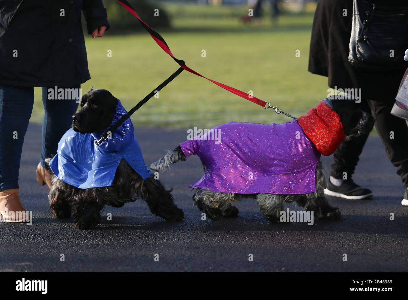 NEC Birmingham, Royaume-Uni. 6 mars 2020. La journée des chiens-canons à Crufts à Birmingham voit une variété de tailles et de races arriver pour le spectacle de la journée. Crédit: Peter Loppeman/Alay Live News Banque D'Images