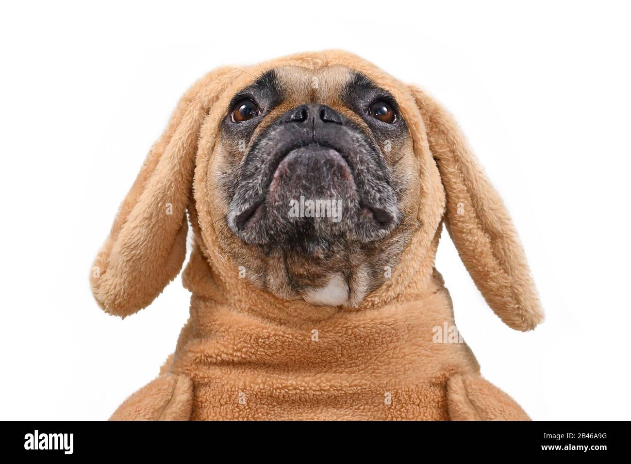 Tête de drôle chien français de Bulldog regardant vêtu comme lapin de Pâques portant costume de lapin avec oreilles suspendues. Studio tourné isolé sur fond blanc Banque D'Images