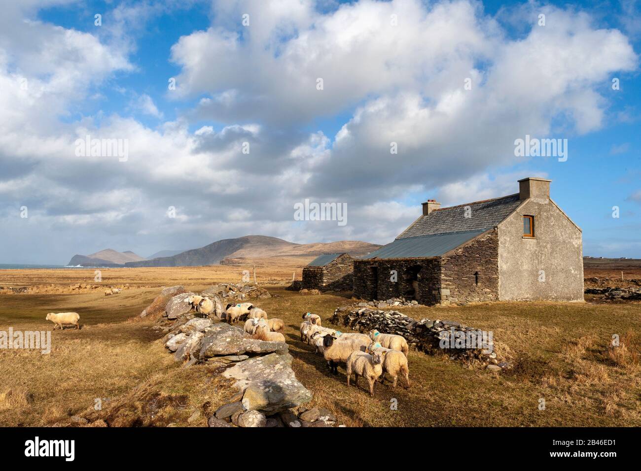 Maison en pierre et moutons sur l'île Valentia, comté de Kerry, Irlande Banque D'Images