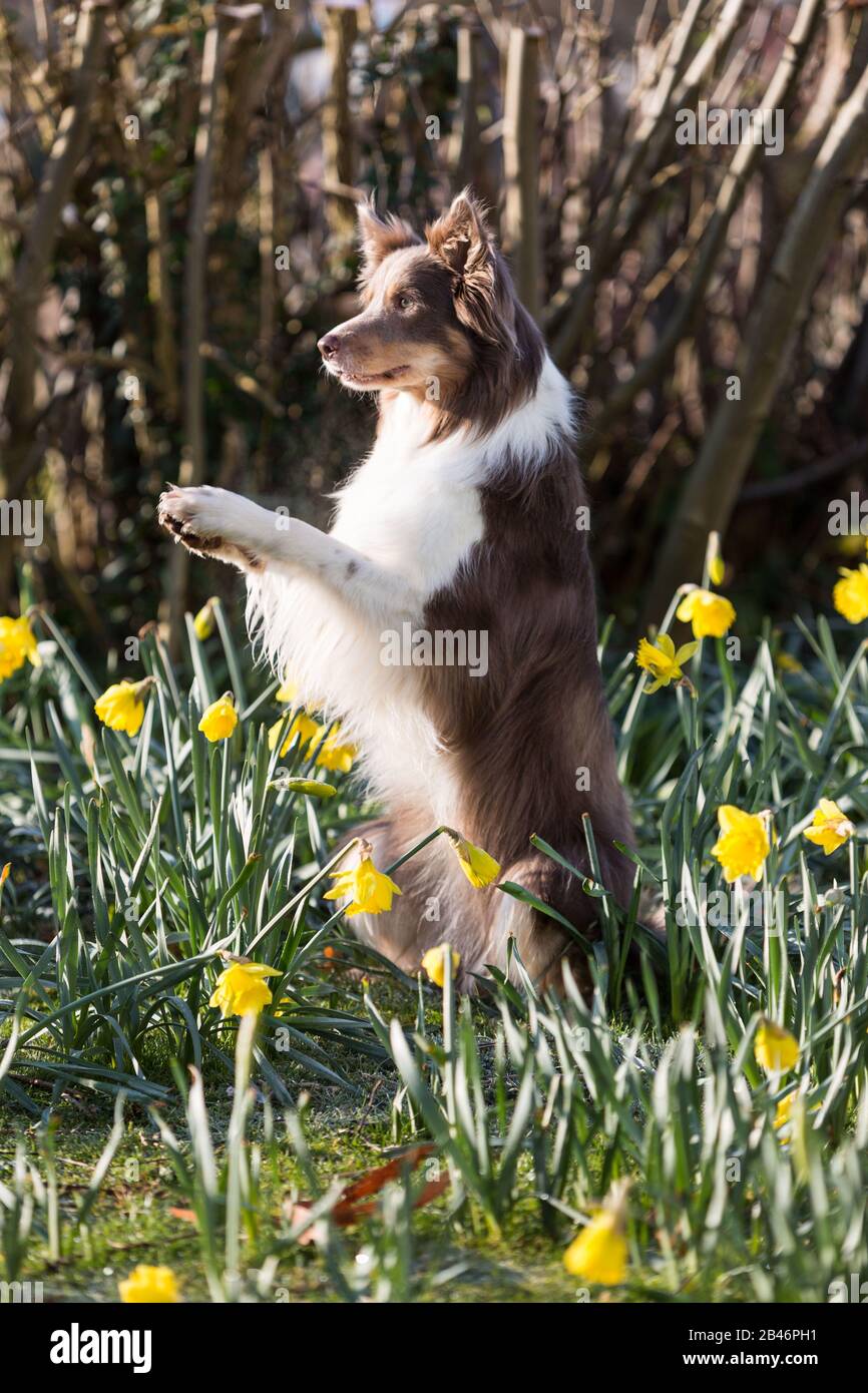 Birmingham, Royaume-Uni. 6 mars 2020. A'Mayzie The Dutch Heelwork to music Champion from the Netherlands, parmi les dafodils au début du deuxième jour de Crufts. Crédit: Jon Freeman/Alay Live News Crédit: Jon Freeman/Alay Live News Banque D'Images