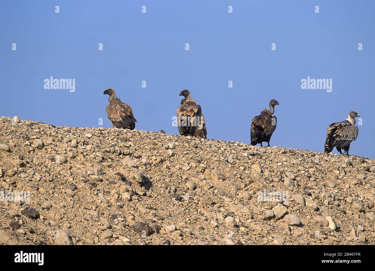 Griffon Vautour debout sur le terrain dans le désert du Negev (Gyps fulvus) Banque D'Images