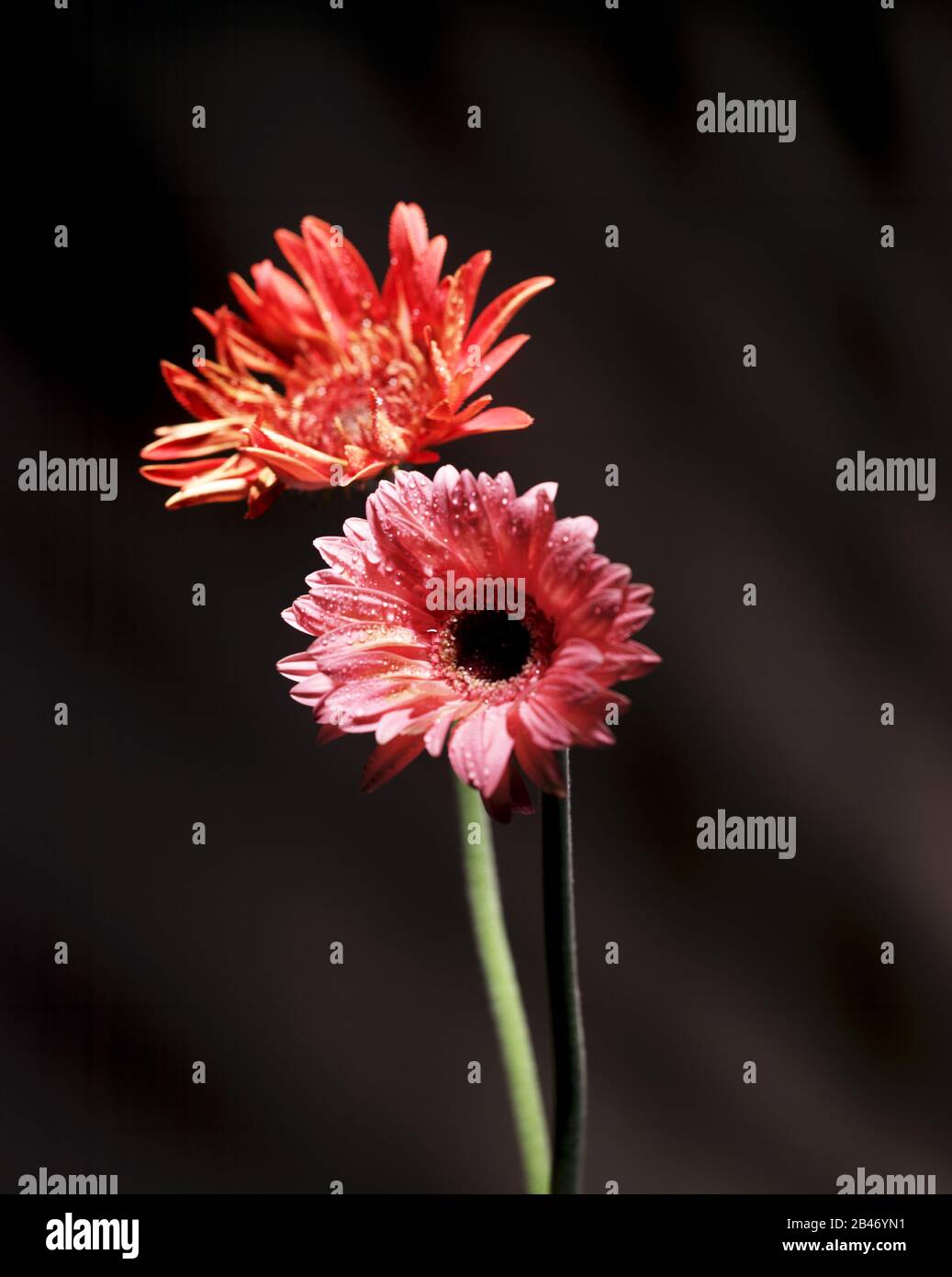 Deux fleurs d'aster rouge Banque D'Images