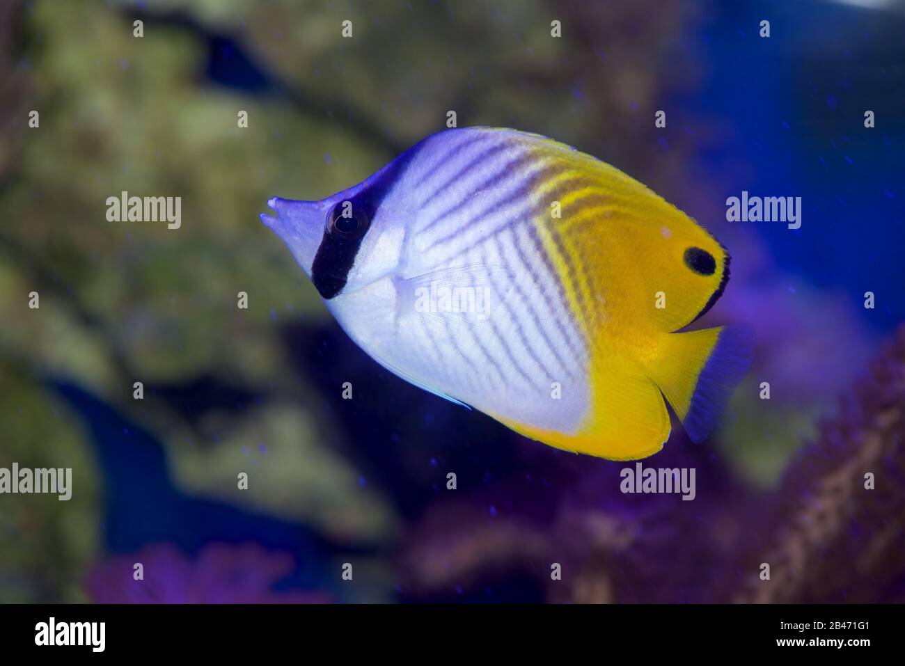 Auriga Butterflyfish, Chaetodon auriga, également connu sous le nom De Threadfin Butterflyfish, juvénile Banque D'Images