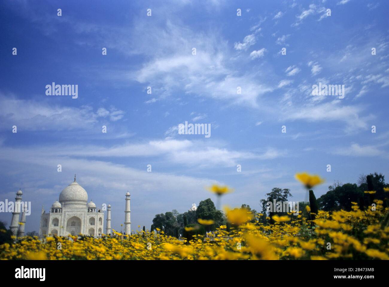 Taj Mahal Septième Merveille Du Monde, Agra, Uttar Pradesh, Inde, Asie Banque D'Images