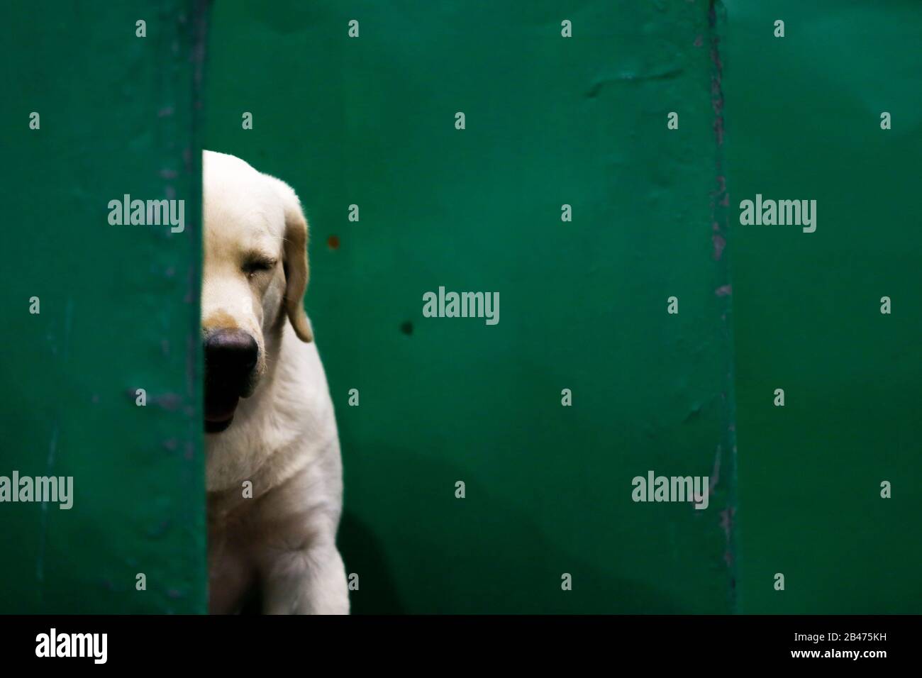 NEC Birmingham, Royaume-Uni. 6 mars 2020. Journée des chiens à canon à Crufts à Birmingham. Un Golden Retriever est patiemment assis dans son banc en attendant le retour de son propriétaire. Crédit: Peter Loppeman/Alay Live News Banque D'Images