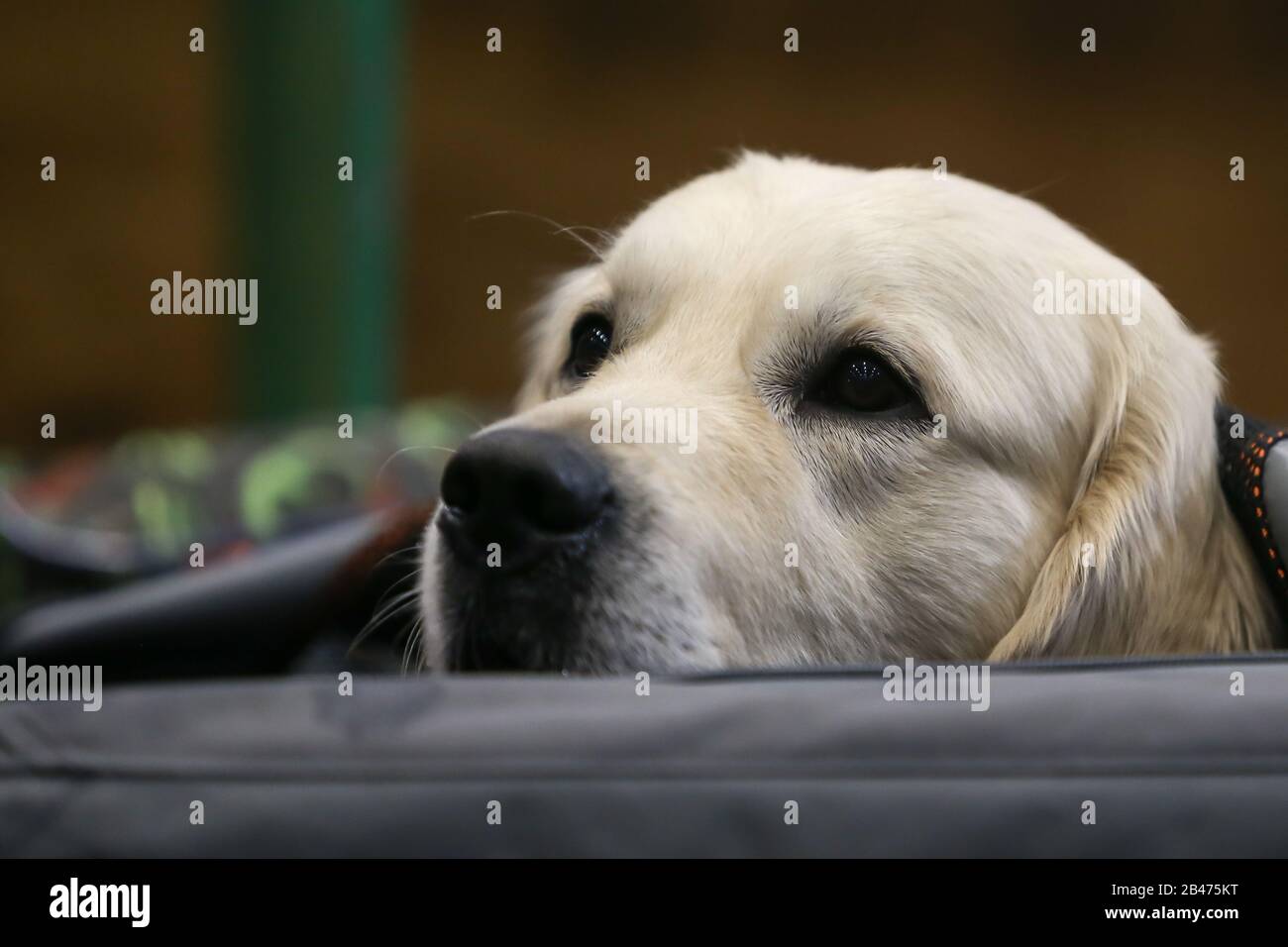 NEC Birmingham, Royaume-Uni. 6 mars 2020. Journée des chiens à canon à Crufts à Birmingham. Un Golden Retriever se déplace entre deux spectacles. Crédit: Peter Loppeman/Alay Live News Banque D'Images