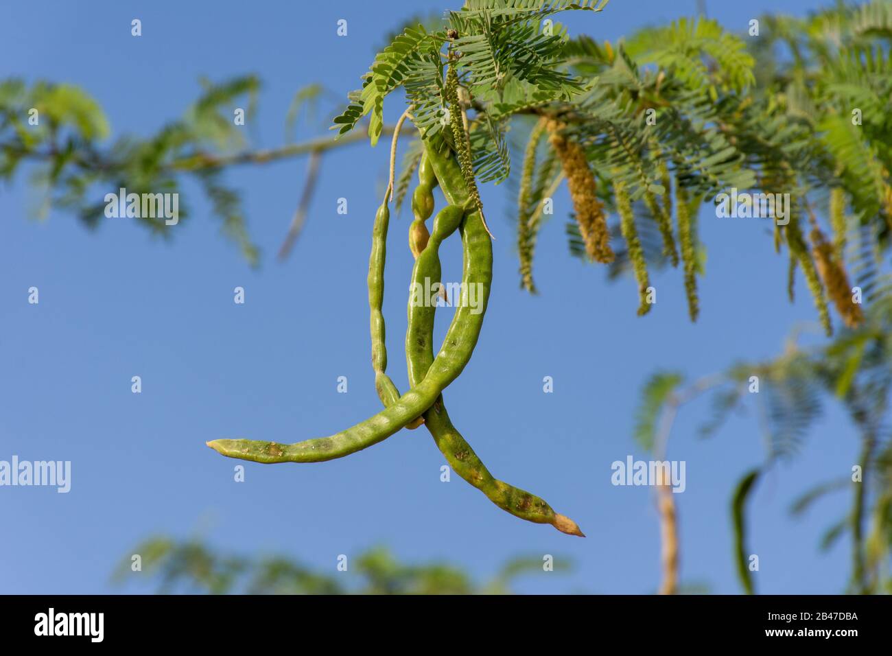 Les pois de l'arbre des Ghaf vert (prosopis cineraria) au soleil dans le sable du désert des Émirats arabes Unis (eau) avec le ciel bleu et le sable en arrière-plan. Banque D'Images