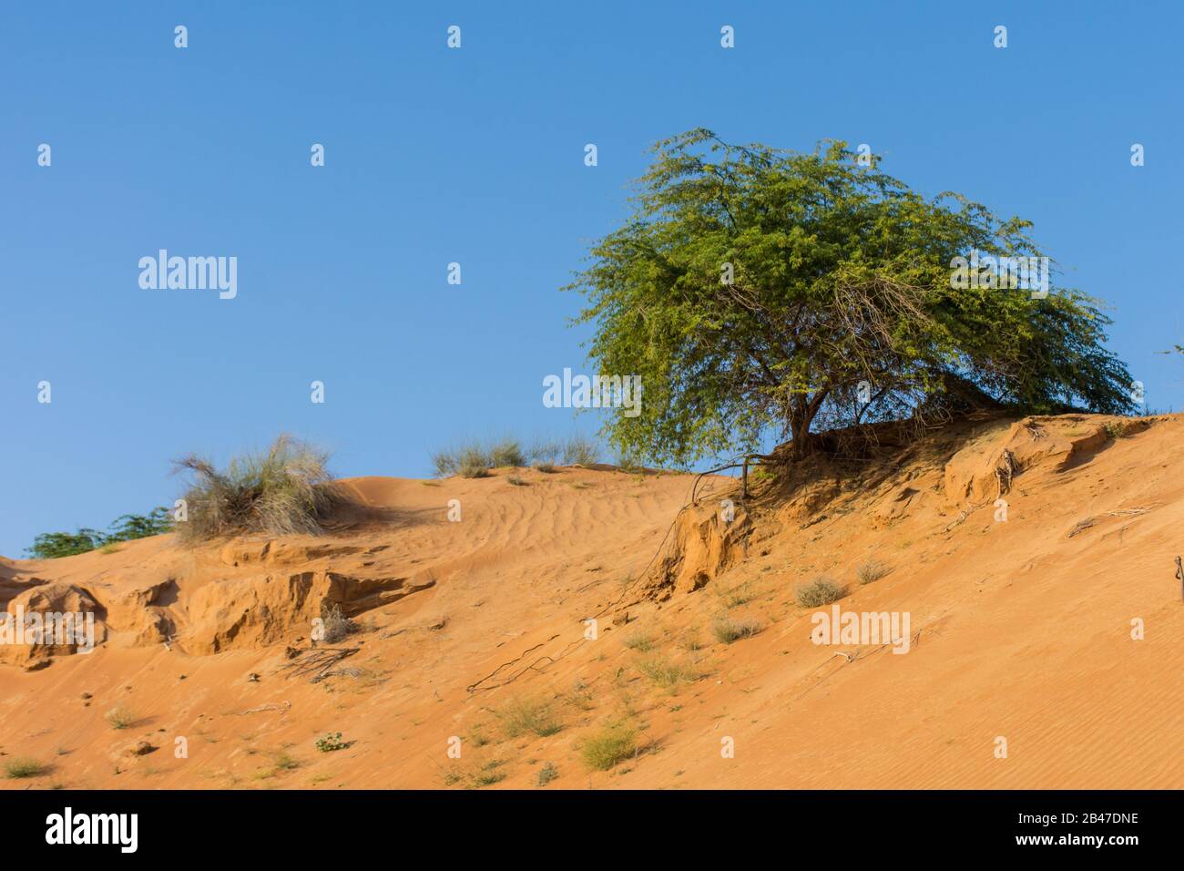 Un désert vert se trouve parmi des bâtons secs dans le sable orange texturé et à motifs avec un fond bleu ciel aux Émirats arabes Unis. Banque D'Images