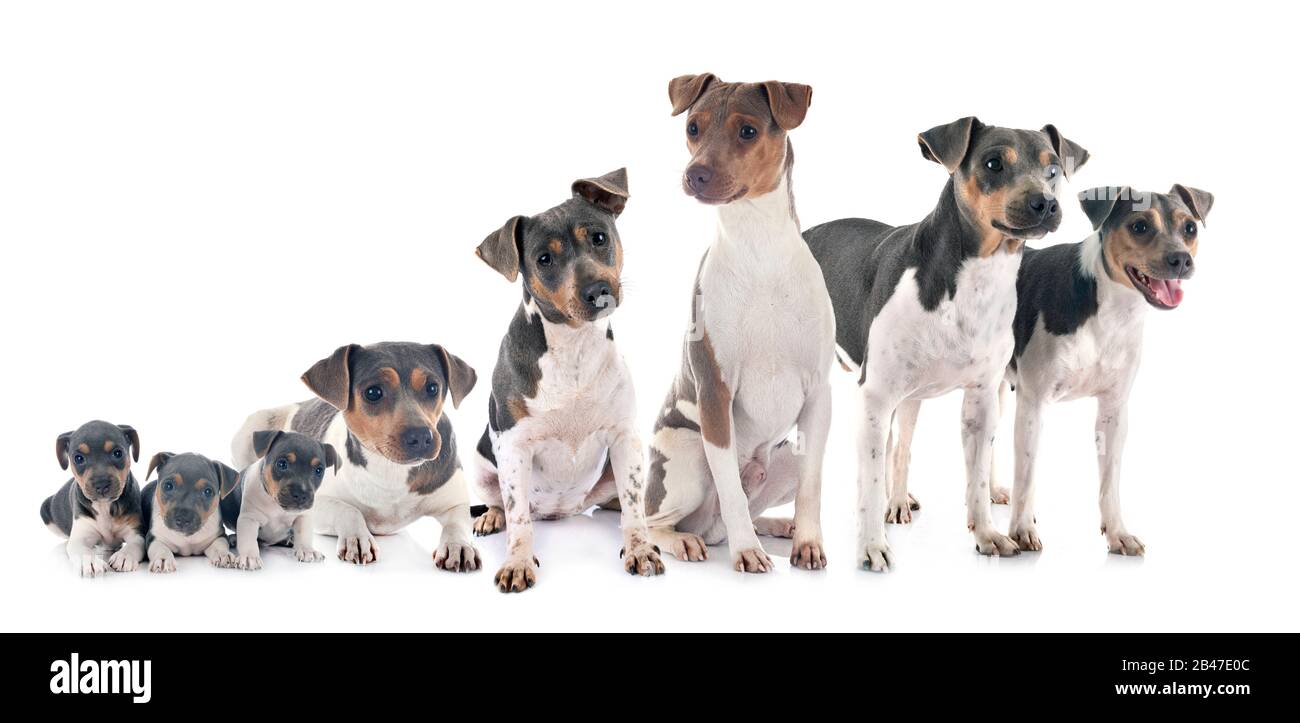 Terrier brésilien in front of white background Banque D'Images