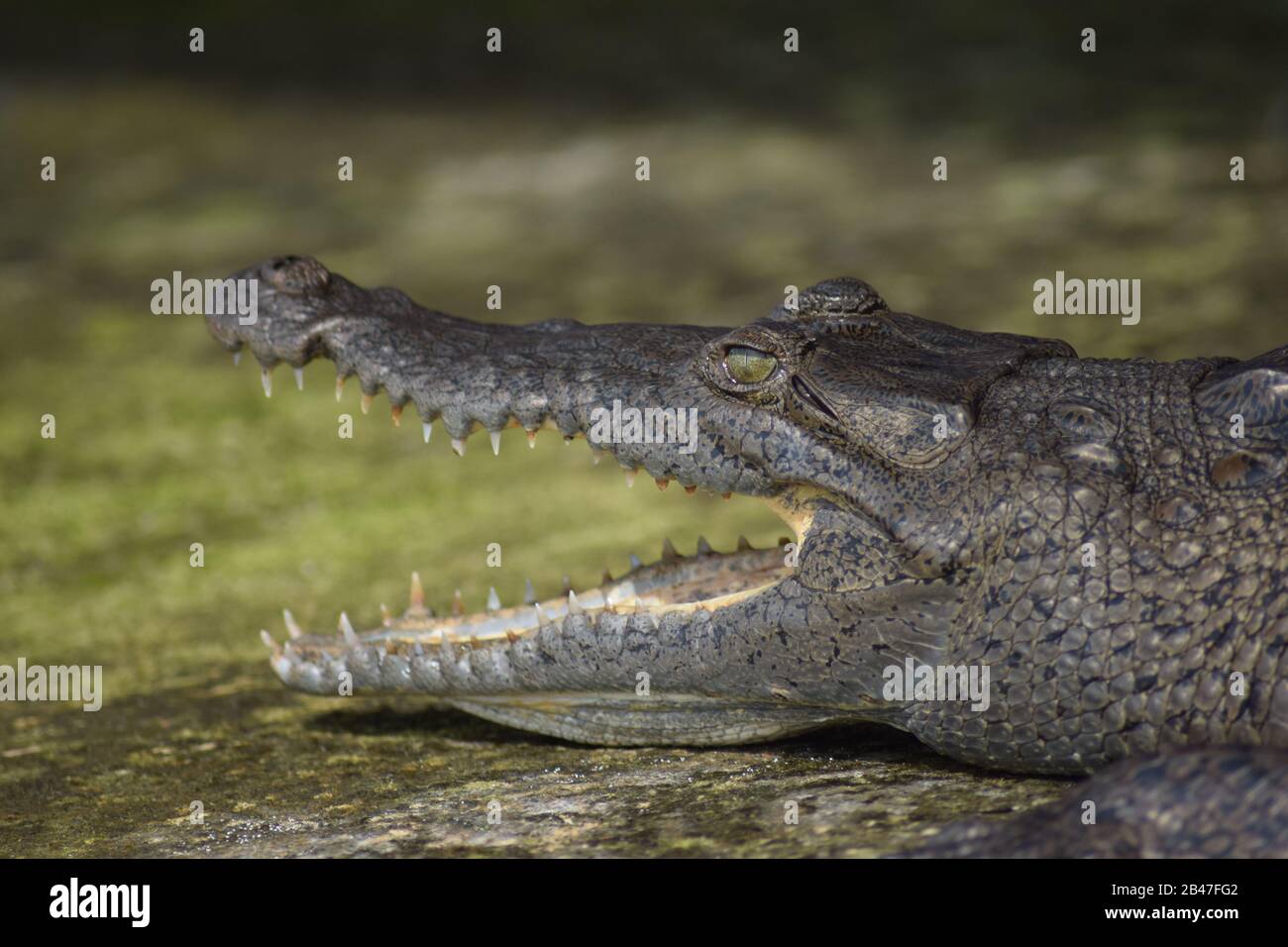 L'alligator caïman dans le parc national du Costa Rica Banque D'Images
